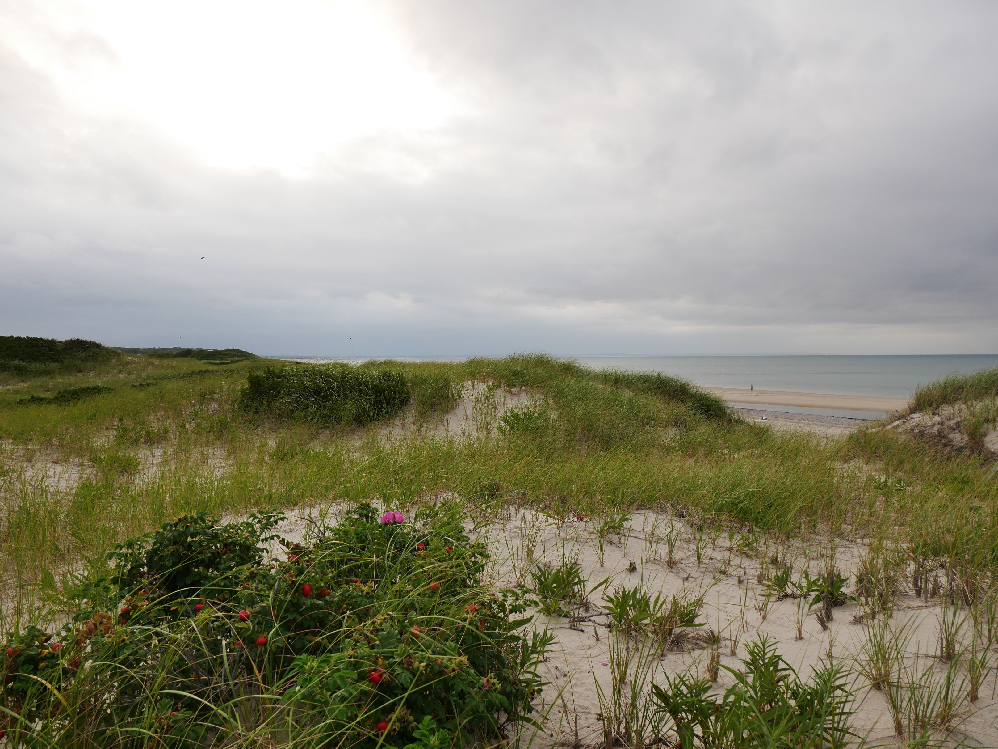 Nature of Cape Cod seashore