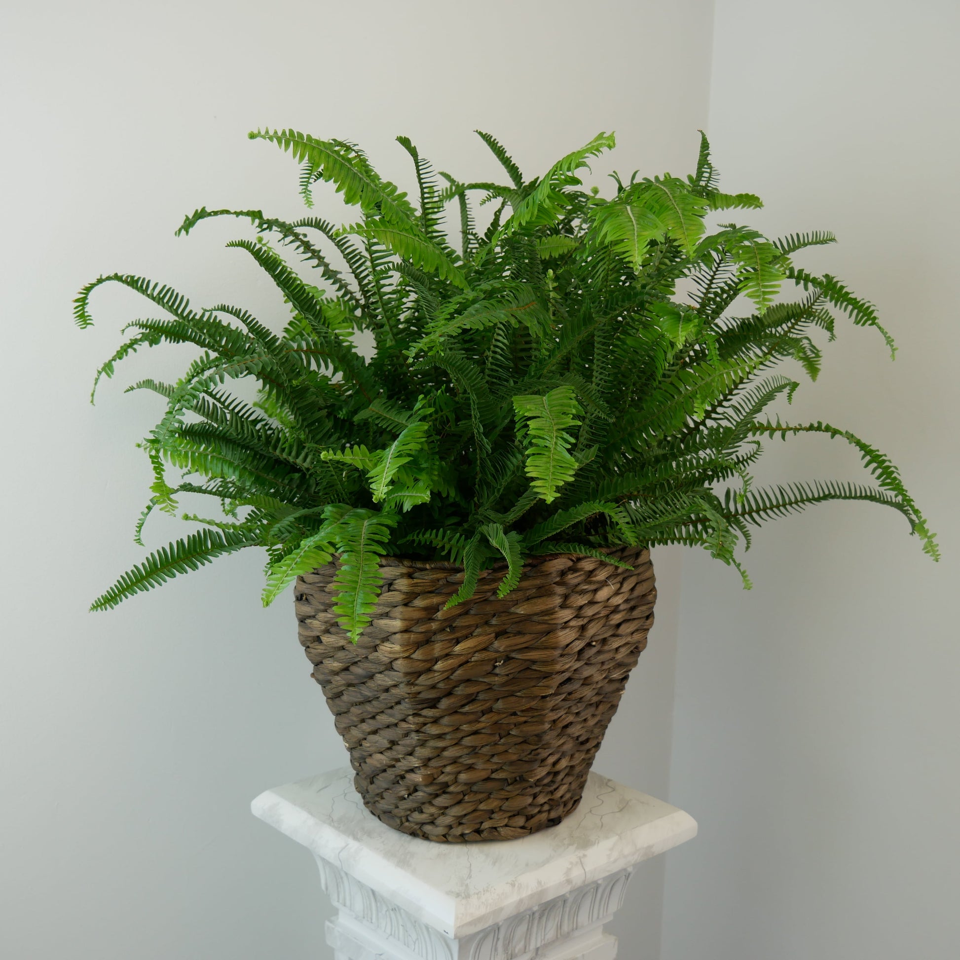 Boston fern in wicker pot