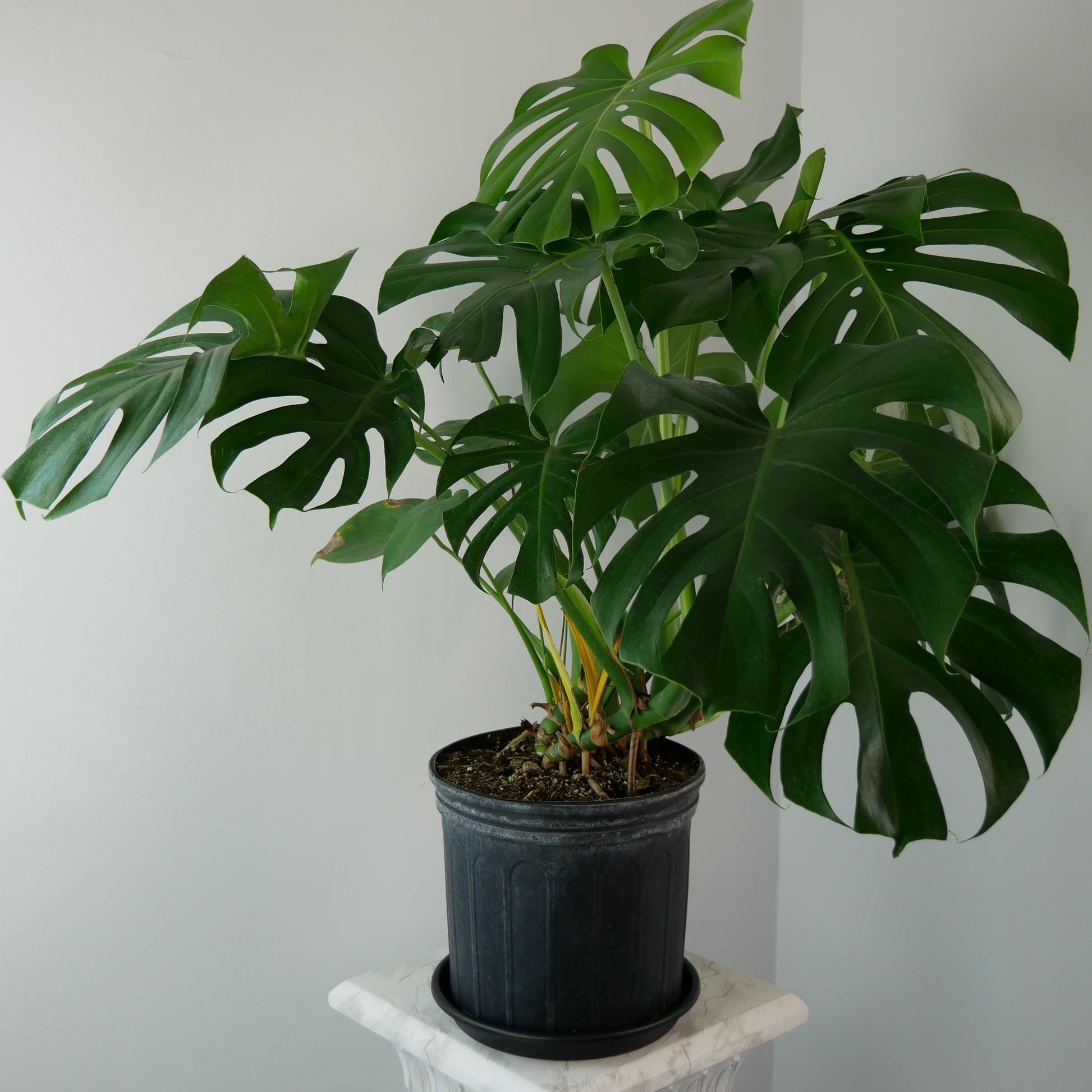 Photo of MONSTERA DELICIOSA different side