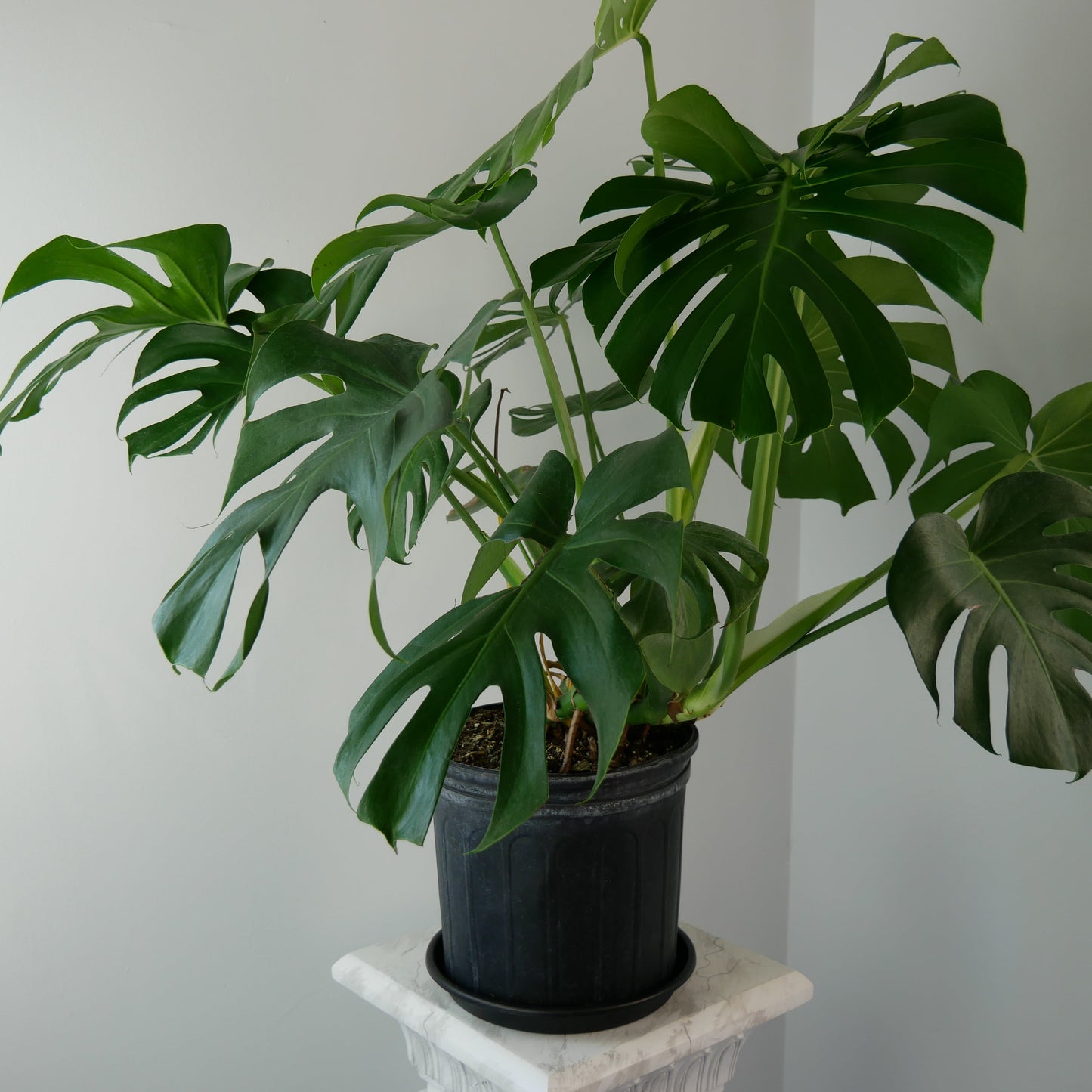 Photo of MONSTERA DELICIOSA