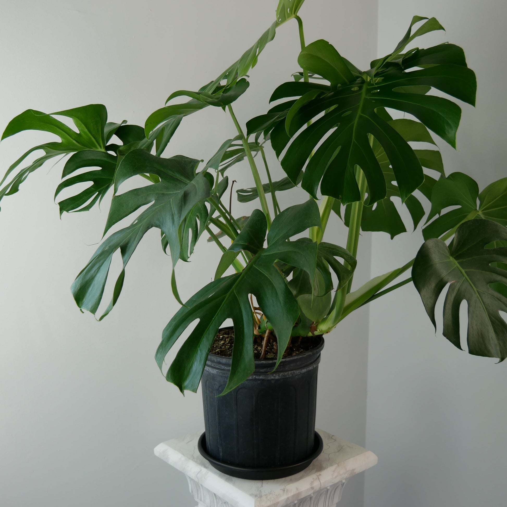 Photo of MONSTERA DELICIOSA