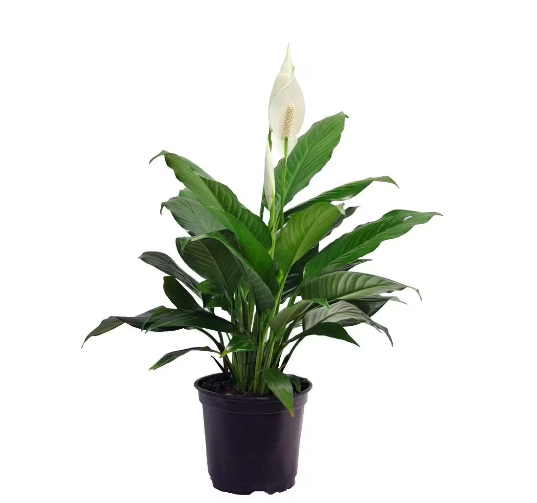PEACE LILY