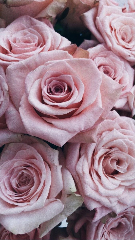 picture of pink roses