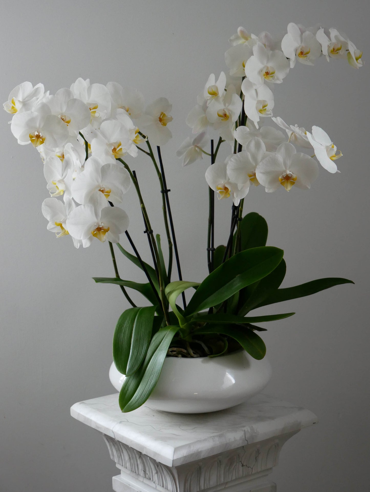 Deluxe size orchid in round white pot by Floral Esthetics