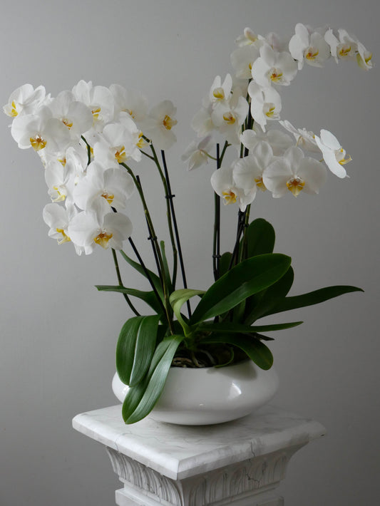 Deluxe size orchid in round white pot by Floral Esthetics