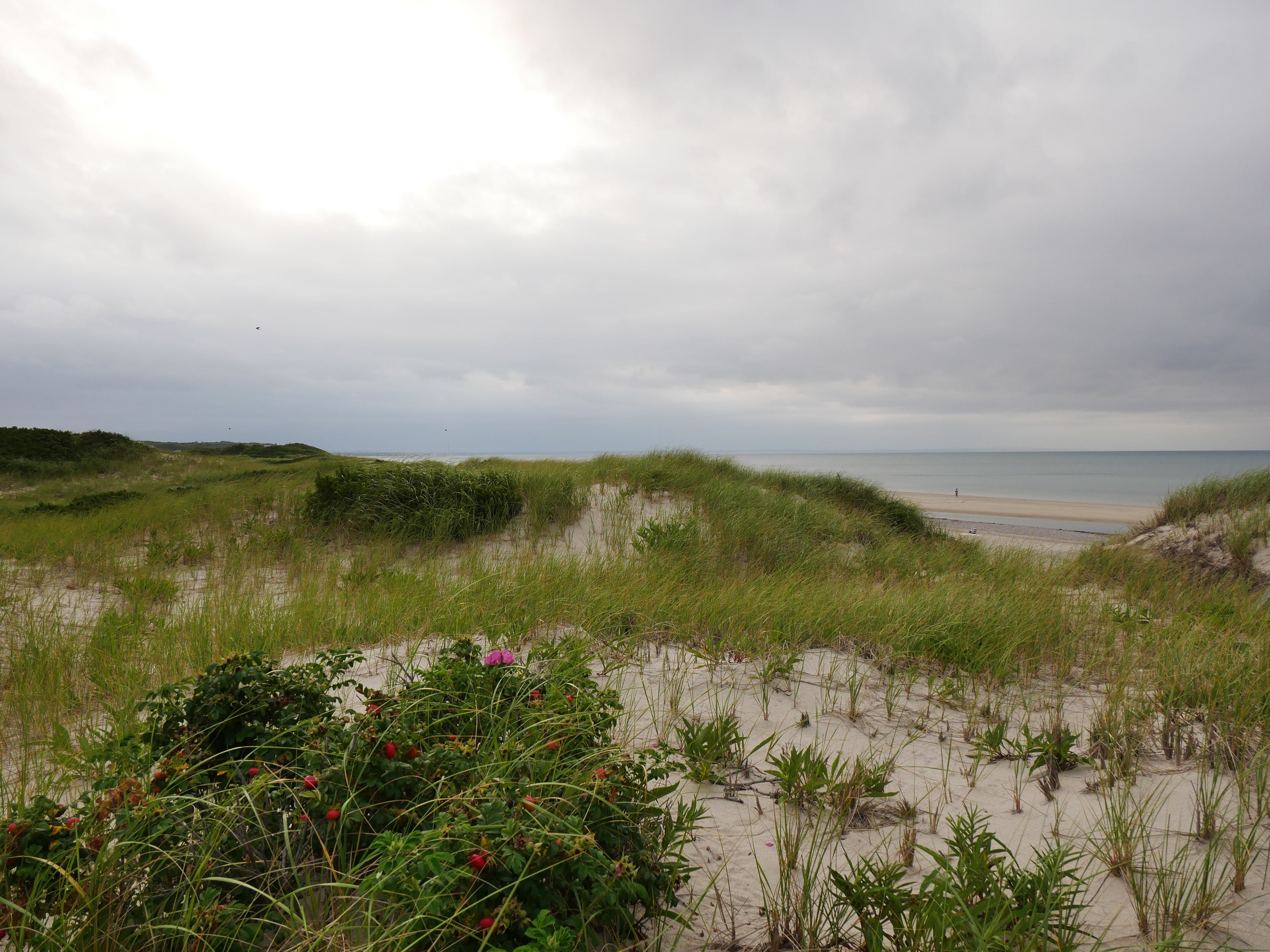 Nature of Cape Cod seashore 