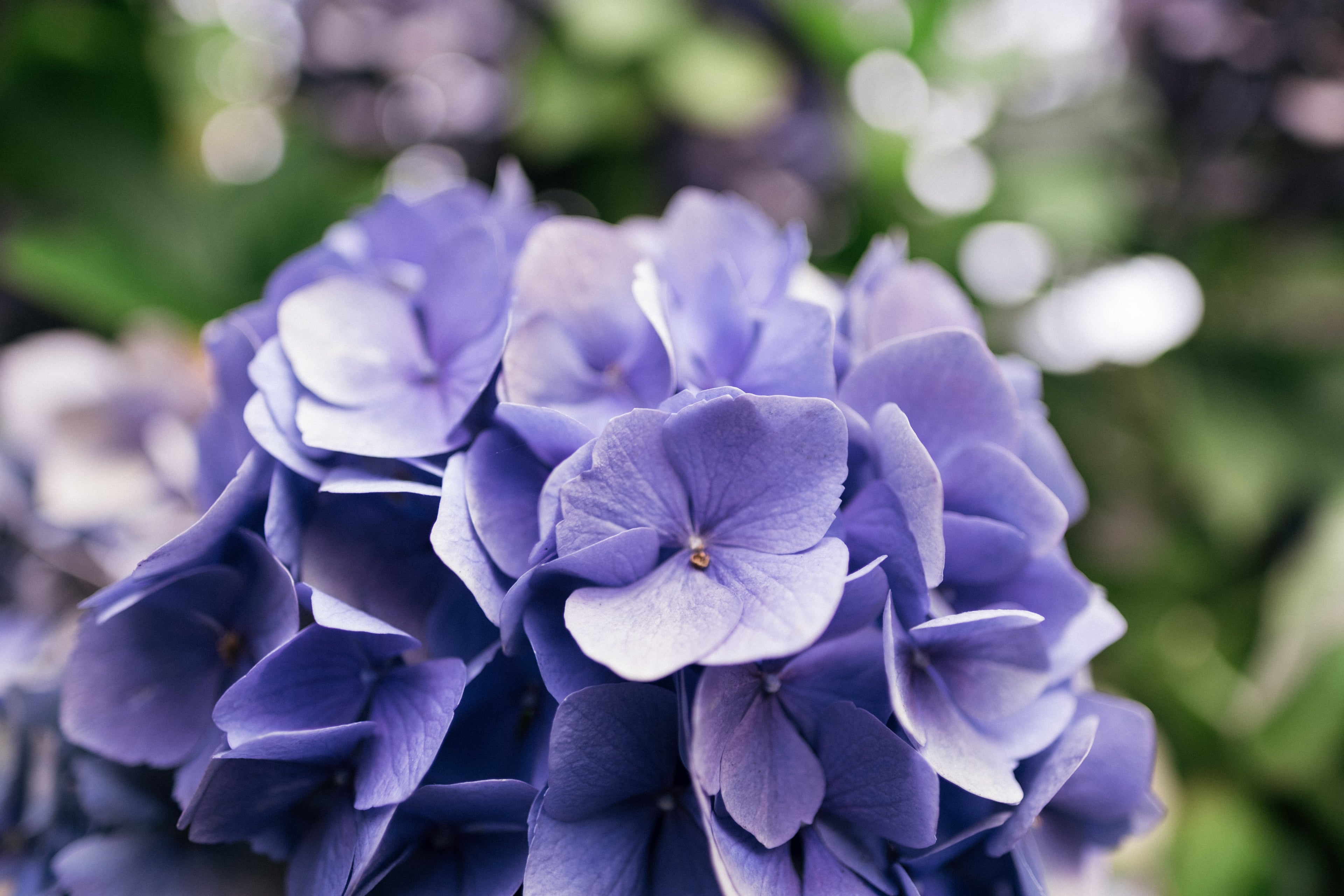 Close-up on cape cod purple hydrangea 