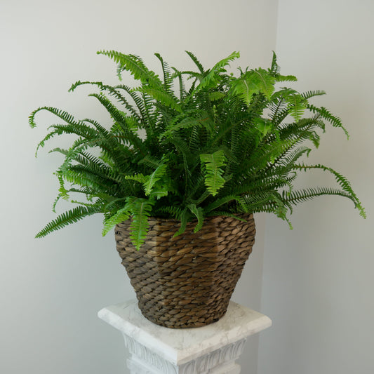 Boston fern in wicker pot