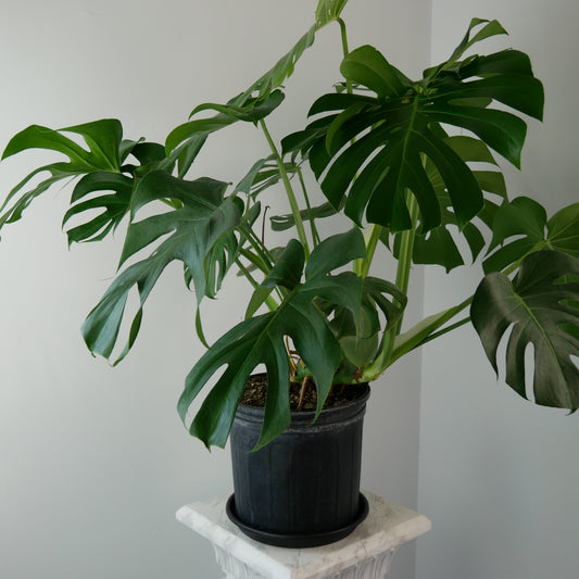 Photo of MONSTERA DELICIOSA
