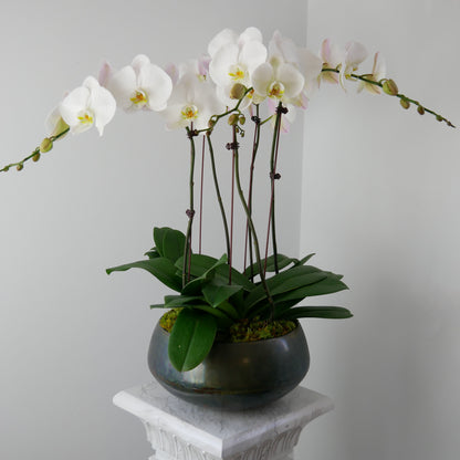 triple orchid in round black pot by Floral Esthetics