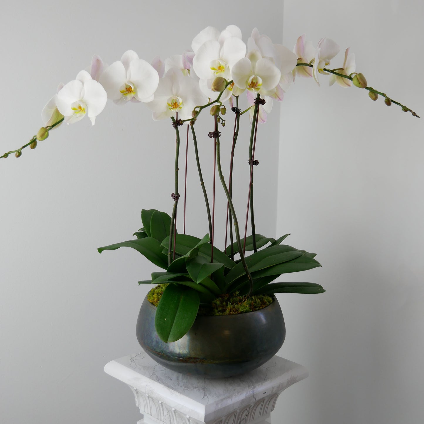 triple orchid in round black pot