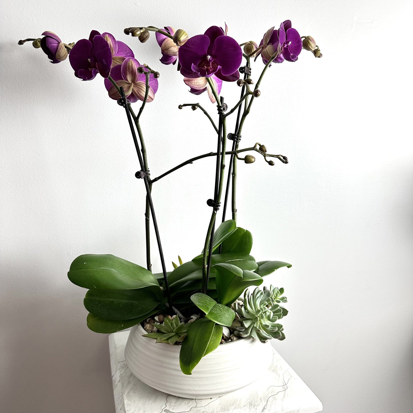 triple orchid with succulents in white pot by Floral Esthetics